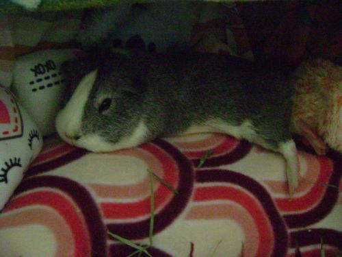 Rachel E Smith guinea pig Camille