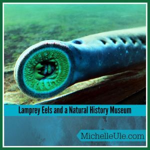 lamprey eel head