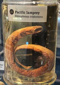 Pacific Lamprey in a jar