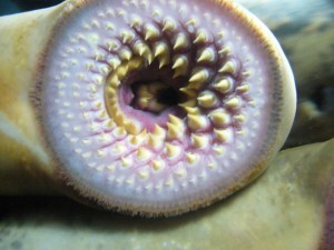 Lamprey eel--face?