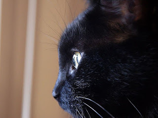 Panzer says, Will they keep the same submission guidelines?