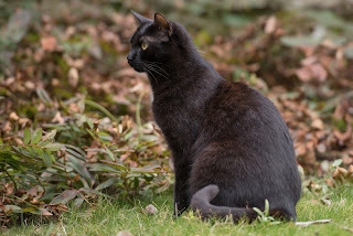 Panzer says, "There are at least five I'd like to enter. How about you?