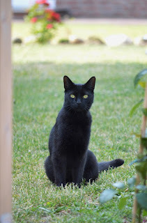 I'm waiting. Where's my treat?