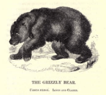 Martin the Grizzly Bear