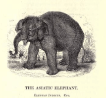 Asiatic elephant