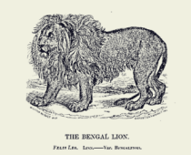 Lion Menagerie