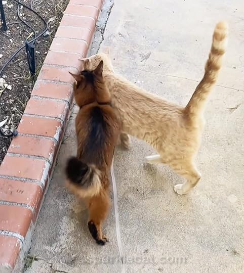 Somali cat on leash and feral peach cat walking together.