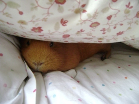 Rachel E Smith guinea pig Pickles