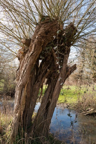 Willow pollard