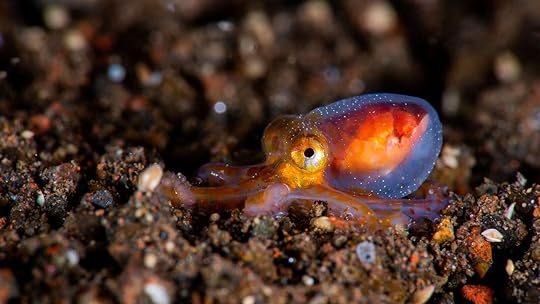 baby octopus during a muck dive