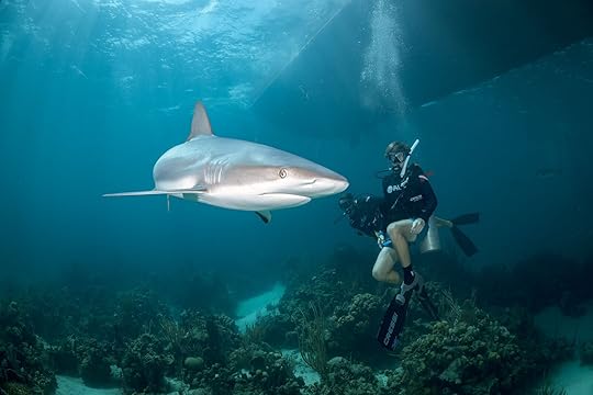 dive with sharks in the Bahamas - PADI