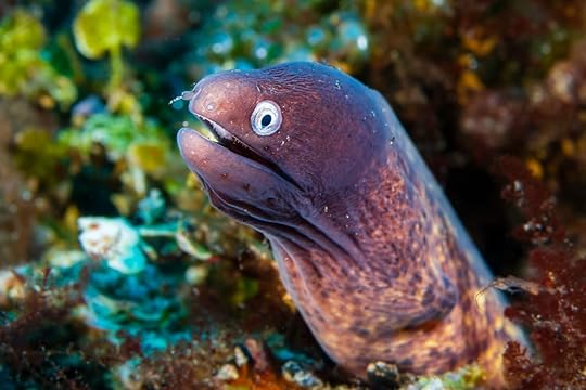 coral reef diving -- moray eel close up