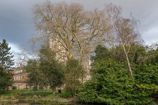 Ely Cathedral catches sunshine by the Ely Plane Tree