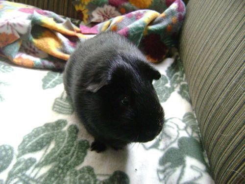 Rachel E Smith guinea pig Salem