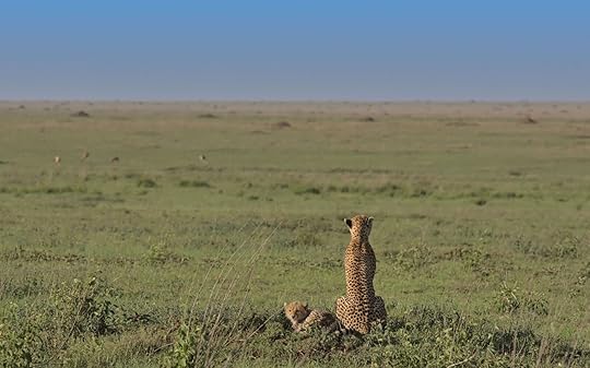  tanzania road trip - southern serengeti