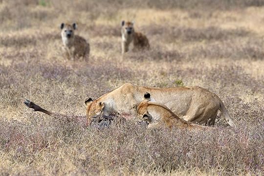 Hyenas watching a lion with a kill in Tanzania. 