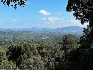 Australia rainforest from above