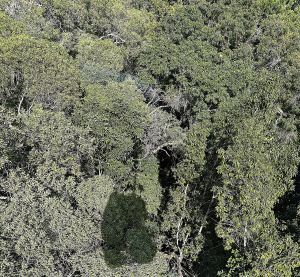 A gondola shadowo on an Australian rainforest