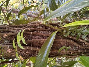 wild jungle plants climbing a reddish tree trunk