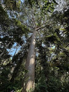 A tall tree canopy in an Australian rainforest