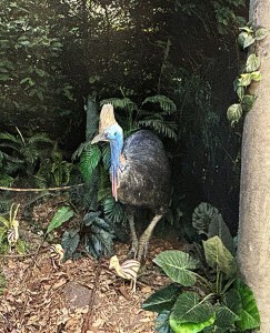 The cassowary helped plant the Australian rainforest