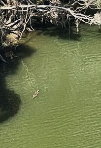 Crocodile in the green river