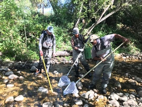 The fish rescue team nets stranded steelhead. (Courtesy of Monterey Peninsula Water Management District)