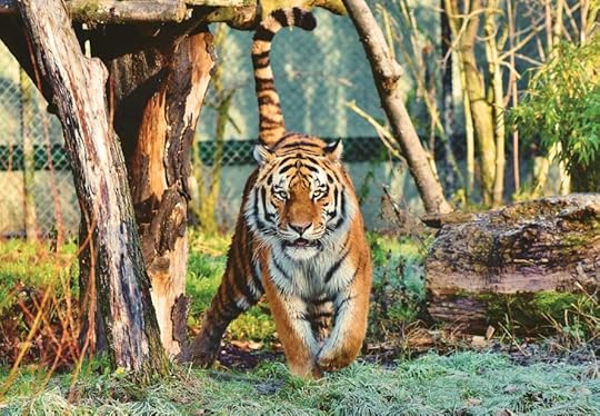 tiger at zoo