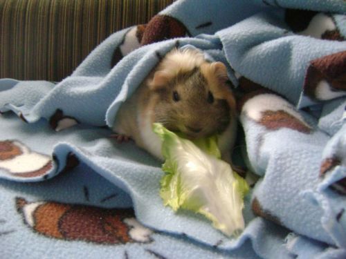 Rachel E Smith guinea pig Dagmar