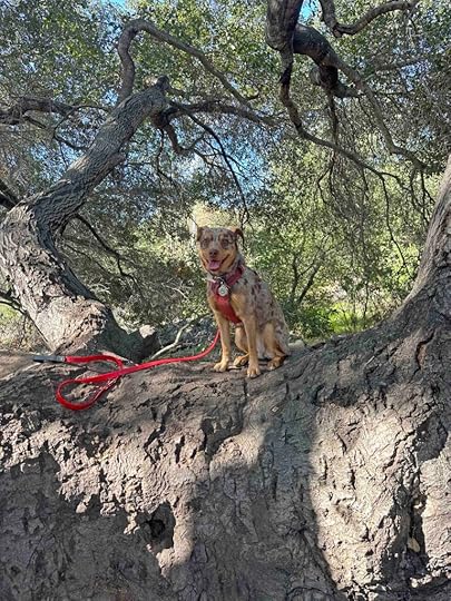 Sunny on an oak tree