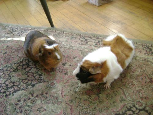 Rachel E Smith guinea pigs Peregrine and Horace