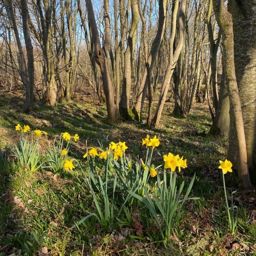 daffodil folklore