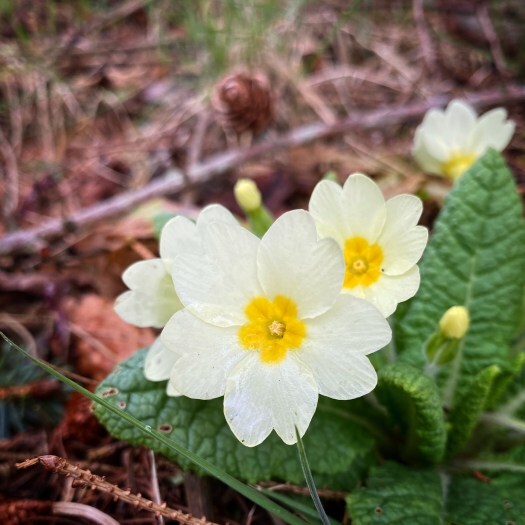 daffodil folklore - primroses