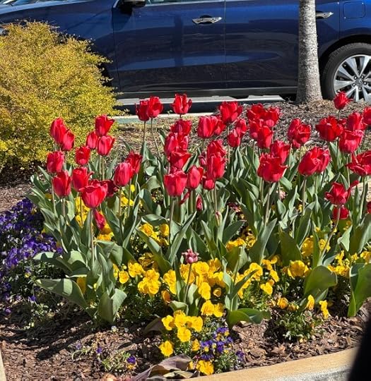 A bed of red tulips, yellow pansies, and a yellow forsythia bush in full bloom