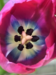 Interior of a magenta tulip. Brilliant blue and cream rays radiate from the center, surrounding the pistil and stamens.