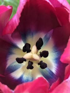 Interior of a magenta tulip. Brilliant blue and cream rays radiate from the center, surrounding the pistil and stamens.