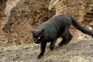 Panzer says, Off to look for something else for you.
