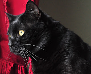 Panzer says, Not your usual podcast.