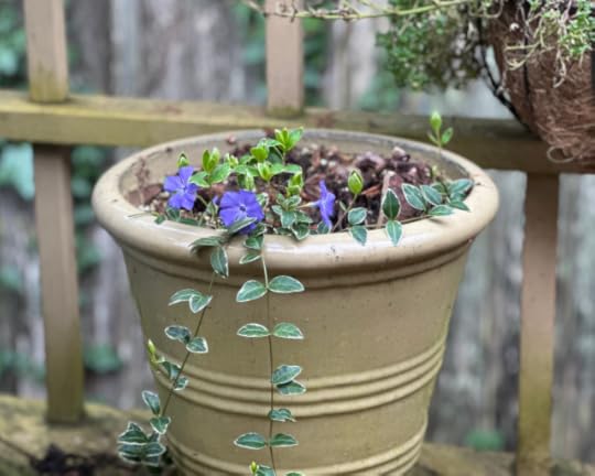 A pale clay pot with three small blue flowers bright in the mist