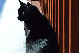 Panzer says, I wish they let cats narrate their own books.
