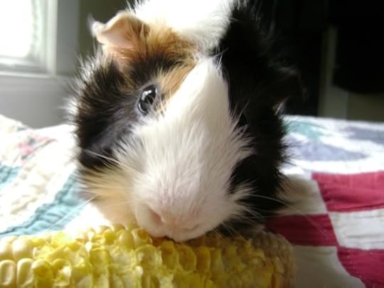 Rachel E Smith guinea pig Mortemer