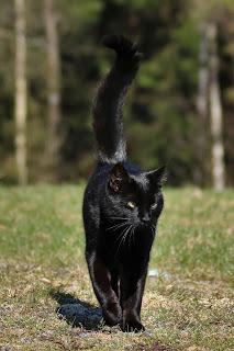 Panzer says, Let's see what else is out there.