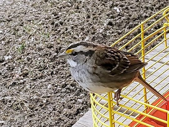 A brown and gray bird perched on the edge of a yellow cage