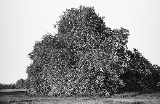 OD. Laycock, 8/9/13, 12:19 PM, 8C, 11988x15984 (0+0), 150%, Josh Lehrer cu, 1/25 s, R87.7, G62.2, B70.9