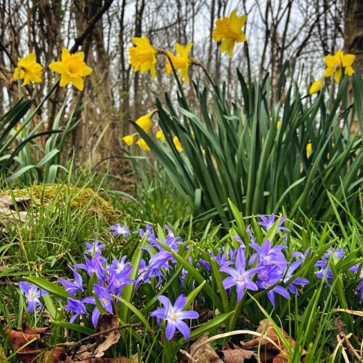 spring in Scotland