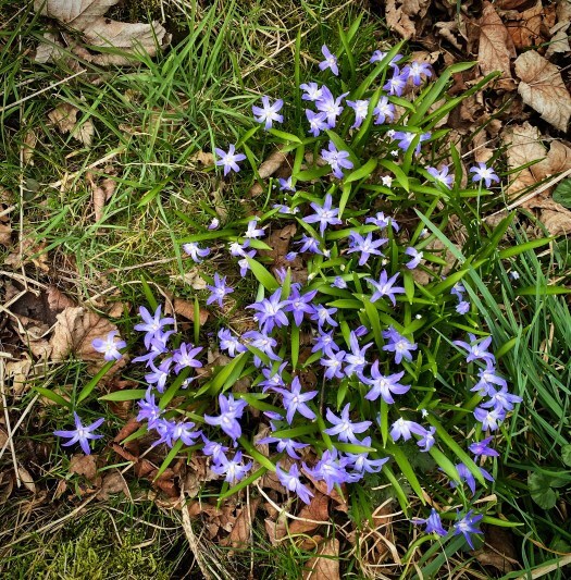 spring - purple stars