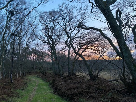dusk stroll in spring