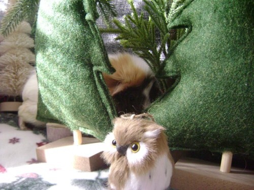 Rachel E Smith guinea pig Snuffy