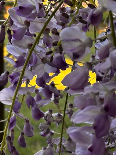 closeup photo of lovely purple wisteria