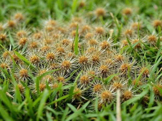 grass burrs in lawn huge amount